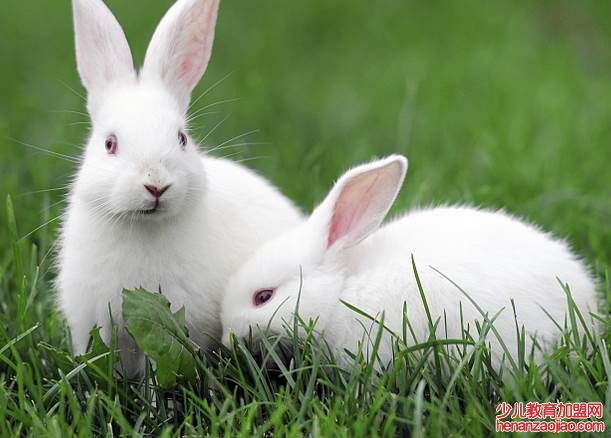 属兔的最旺的颜色是什么?