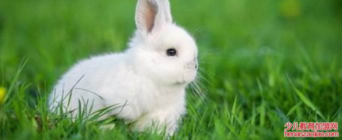 属兔的最旺的颜色是什么?