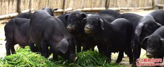 全国唯一的香猪保种基地在哪里?