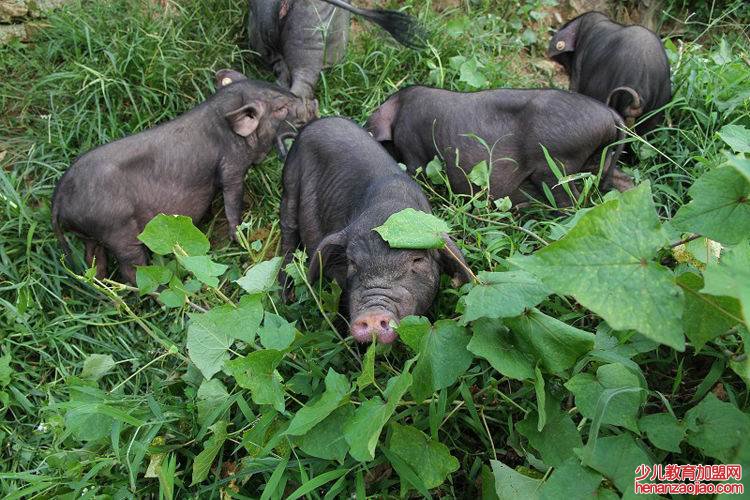 全国唯一的香猪保种基地在哪里?