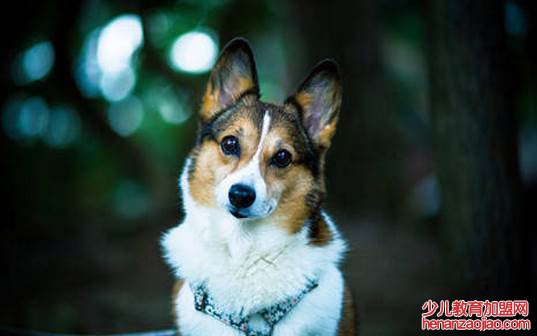 苦命狗跟哪个属相最配?