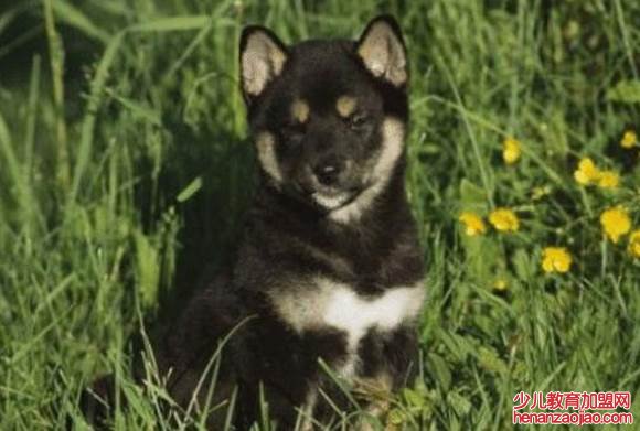 苦命狗跟哪个属相最配?