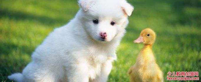 苦命狗跟哪个属相最配?