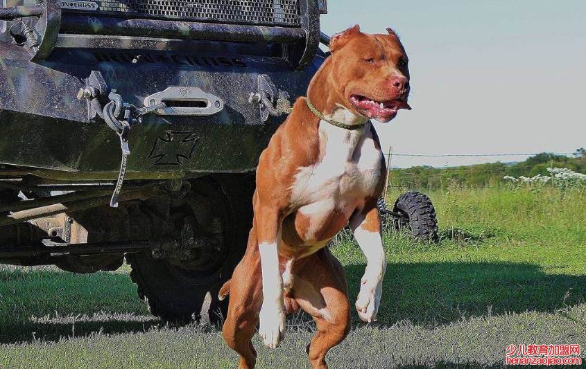 什么狗最凶猛?排名第一?