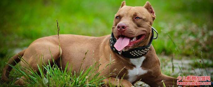 什么狗最凶猛?排名第一?