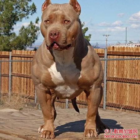 什么狗最凶猛?排名第一?