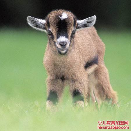 属羊人能和谁组建家庭？