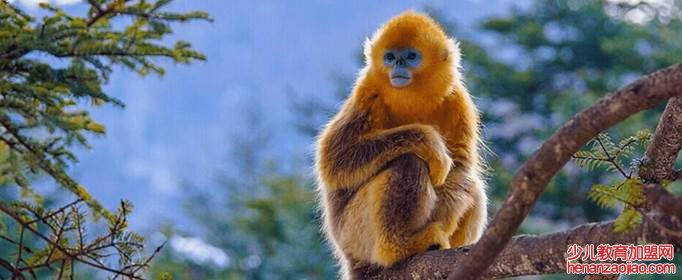 属羊人能和谁组建家庭？