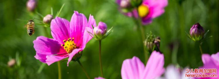 过生日送什么花