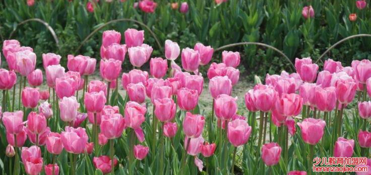 过生日送什么花