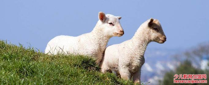 属羊最旺财的年龄段是什么时候？