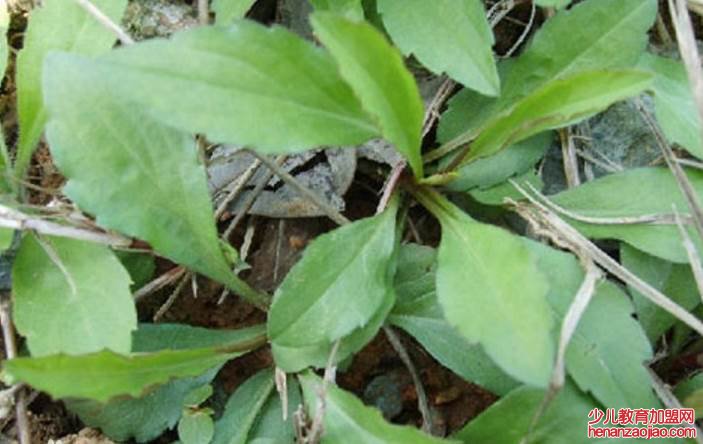 什么野菜刮油最厉害？