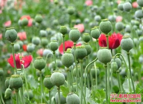 人类最后悔的三个发明是什么?