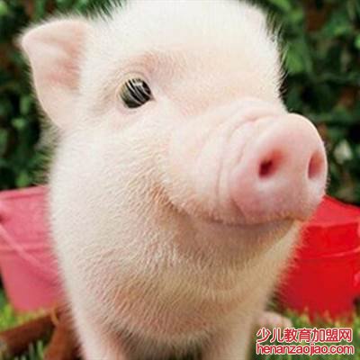 属什么的双鱼座命最好?