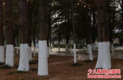 树干的最底部为什么会涂上白色的涂料？