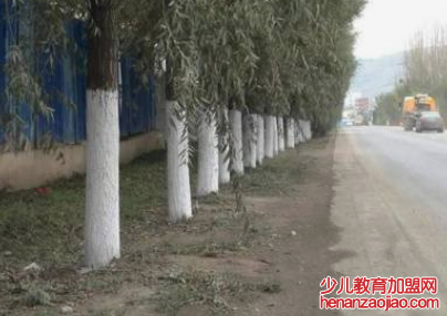 树干的最底部为什么会涂上白色的涂料？