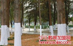 树干的最底部为什么会涂上白色的涂料？
