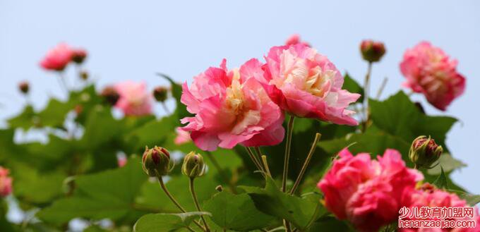 成都市花是什么?