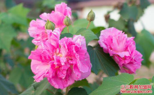 成都市花是什么?