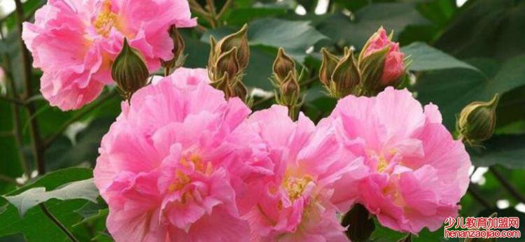 成都市花是什么?