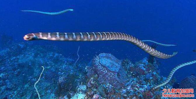 海蛇有毒吗
