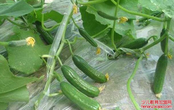 黄瓜是绿的为什么叫黄瓜