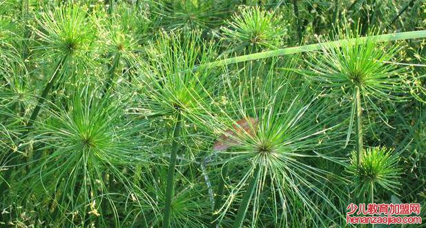 单子叶植物是什么