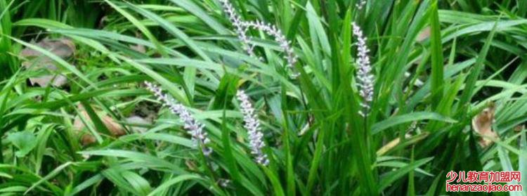 单子叶植物是什么