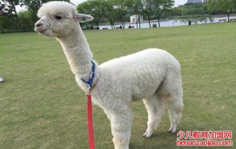 羊驼价格多少钱一只