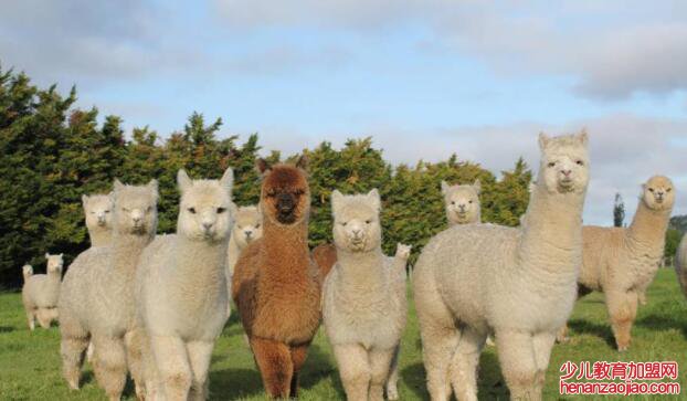 羊驼价格多少钱一只