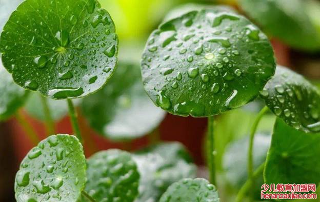 哪种花越忘记浇水越长得疯狂？