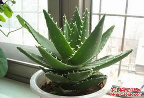 哪种花越忘记浇水越长得疯狂？