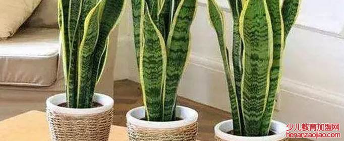 哪种花越忘记浇水越长得疯狂？