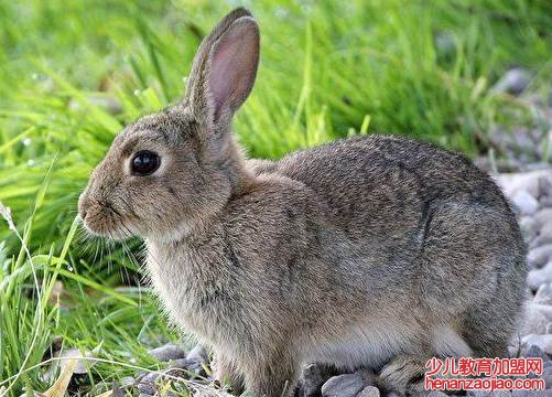 野兔的毒性有多可怕？