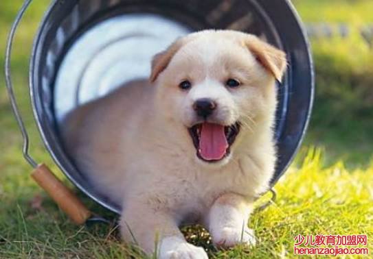 属狗2022年运势如何？