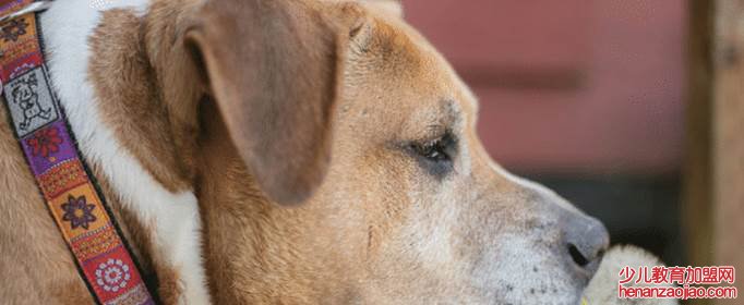 属狗2022年运势如何？