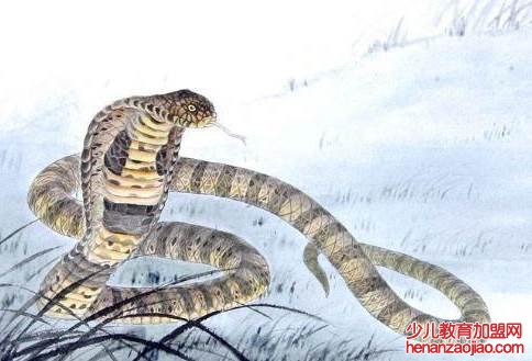 属蛇的人一生命运如何?