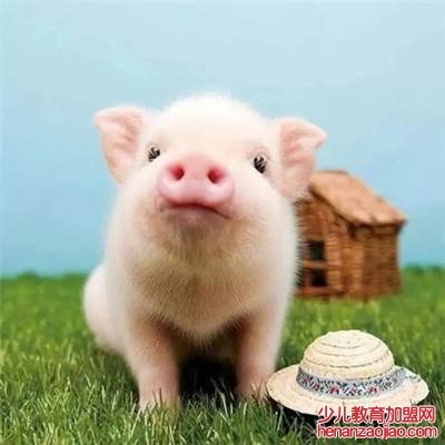 春华秋实打一生肖是什么？