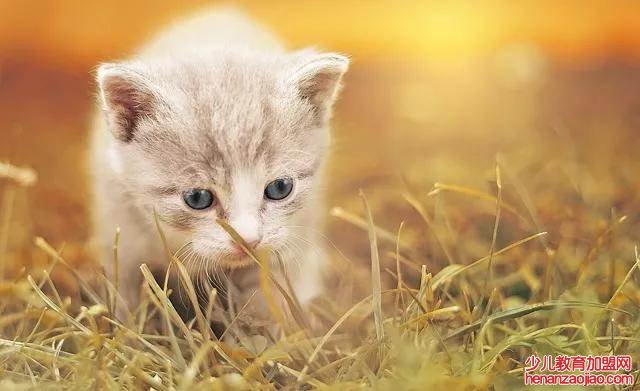 为什么猫越养越不听话？