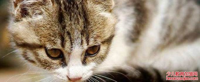 为什么猫越养越不听话？