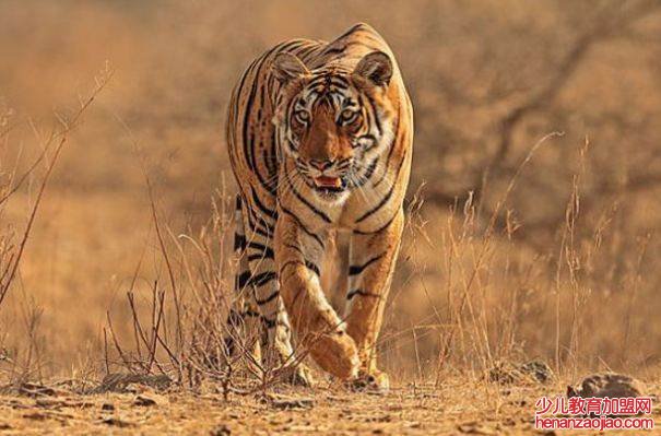 属虎2022年本命年运势如何？