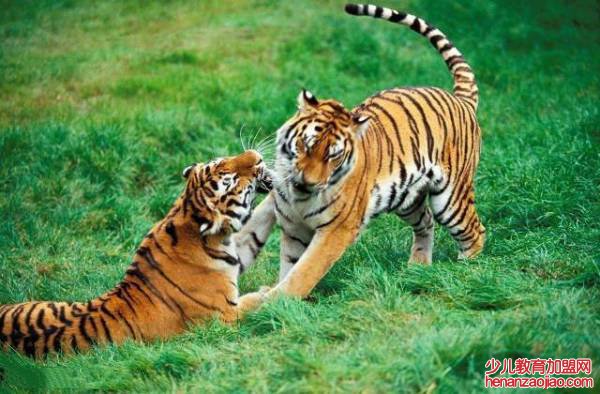 属虎2022年本命年运势如何？