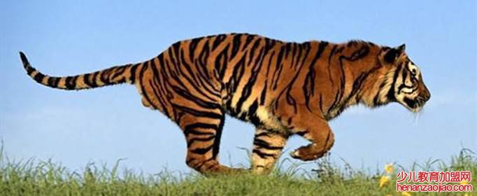 属虎2022年本命年运势如何？