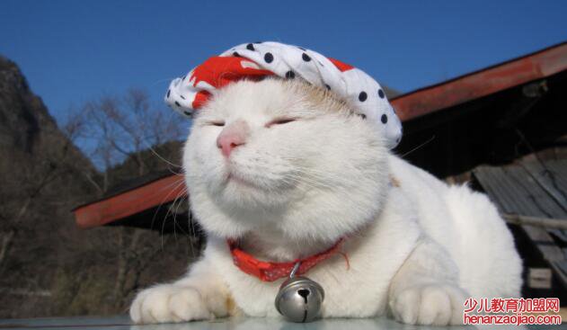 猫的主要特征有哪些