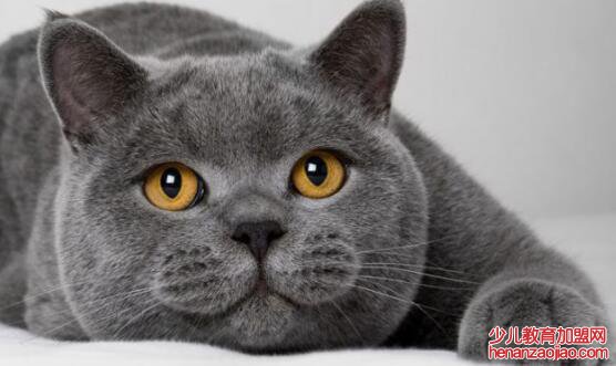 猫的主要特征有哪些