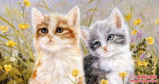 猫的主要特征有哪些