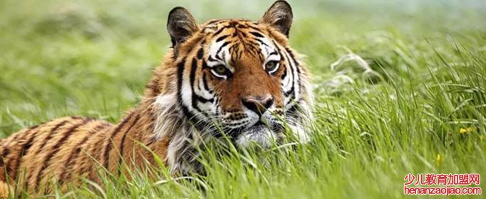 属虎适合哪个城市发展?