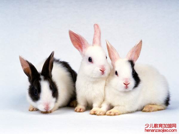 生肖兔什么时候交大运？