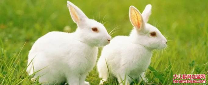 生肖兔什么时候交大运？