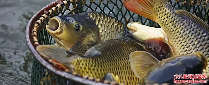 南方人为啥不吃鲤鱼?